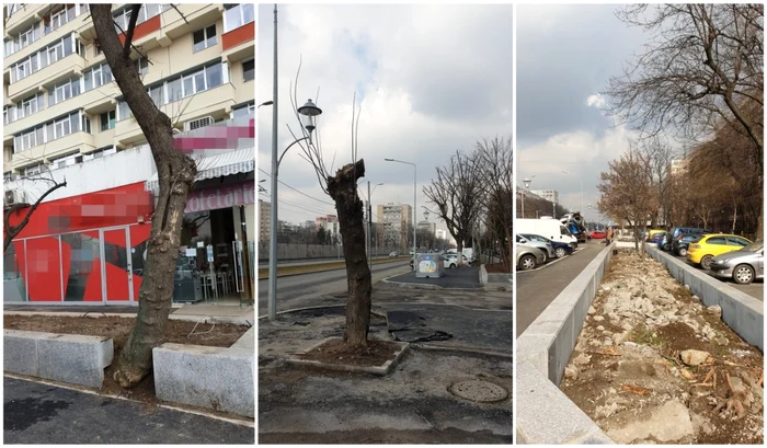 Arbori sugrumati de borduri in sectorul 4