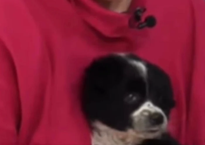 Cățelușa Sami Foto: captură video