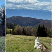 Câini pe Via Transilvanica  Sursa grup Via Transilvanica Facebook jpg