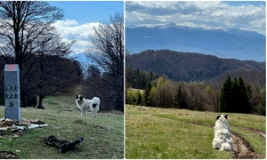 Câini pe Via Transilvanica  Sursa grup Via Transilvanica Facebook jpg
