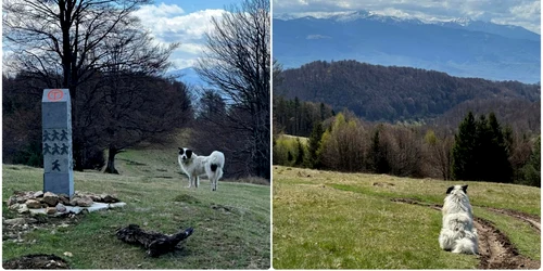 Câini pe Via Transilvanica  Sursa grup Via Transilvanica Facebook jpg