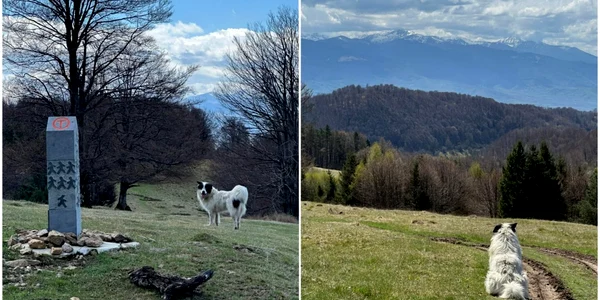 Câini pe Via Transilvanica  Sursa grup Via Transilvanica Facebook jpg