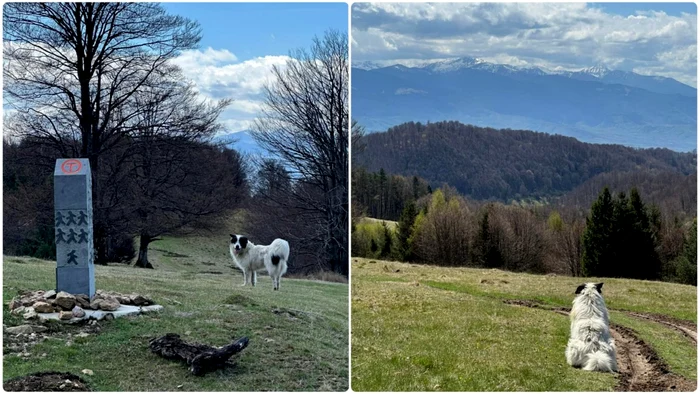 Câinele hoinar care a provocat dezbateri aprinse pe grupul Via Transilvanica. Sursa: Facebook VT