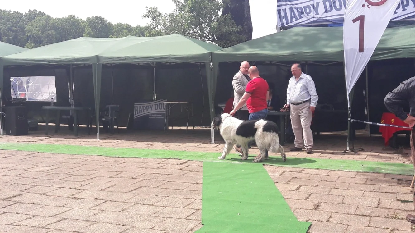 Ciobănesc de Bucovina în expoziţie la Timişoara Ş.Both