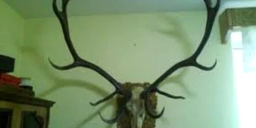 Austriacul a incercat sa treaca coarnele prin vama fara acte de provenienta