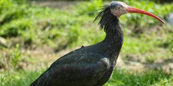 Hermit Ibis in Vienna Zoo on 2013 05 14 png