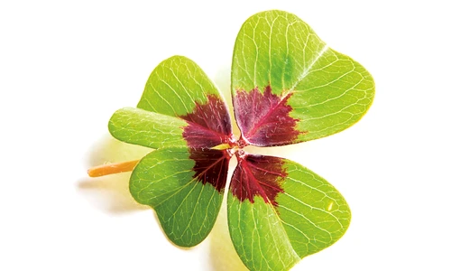 1 64353 original jpg jpeg