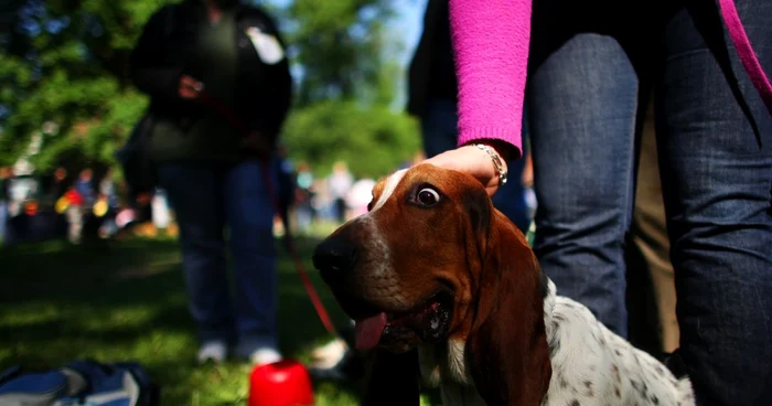 Bassetul Ginger şi-a revăzut stăpânul după 10 ani în care au stat despărţiţi FOTO Adevărul