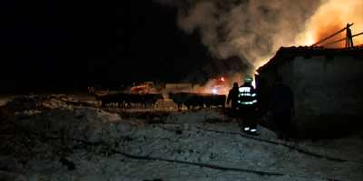 Multe dintre vitele aflate în grajd au fost salvate  de pompieri şi localnici                       FOTO: Iulian Bunilă