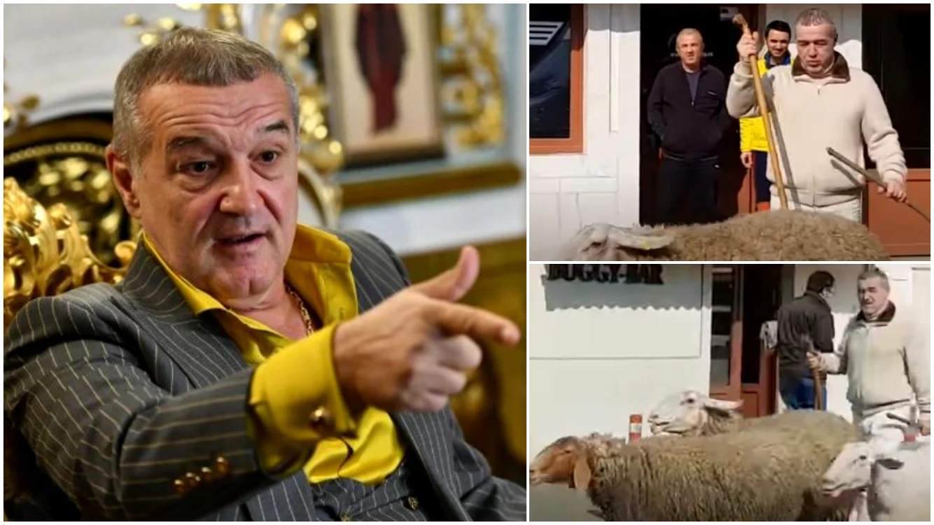 Cine i-a furat trei oi lui Gigi Becali? Prejudiciul uriaș reclamat de patronul lui FCSB