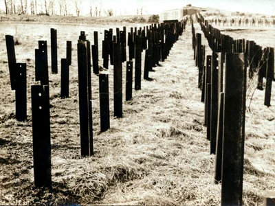 Obstacole antitanc dispuse în fața Liniei Maginot (© Profimedia)