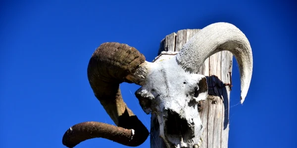 Cap de berbec în par în zona Râşnov FOTO andreeasiradu.com