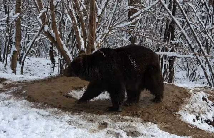 FOTO Captură video