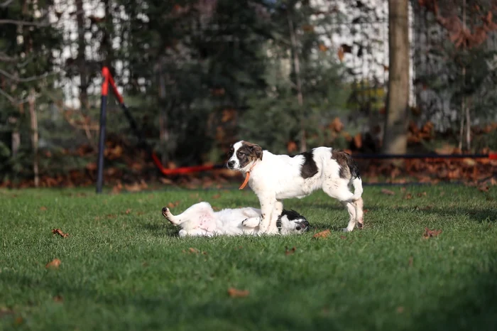 Câini adoptați de Alin Nica FOTO Facebook/Alin Nica