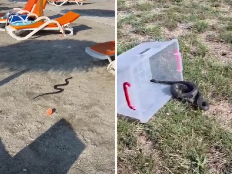 Un șarpe de 1,5 metri, găsit printre șezlonguri pe o plajă din Venus
