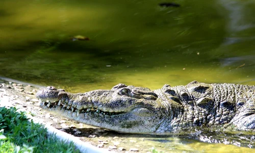 crocodile 3326995 1280 jpg