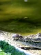 crocodile 3326995 1280 jpg