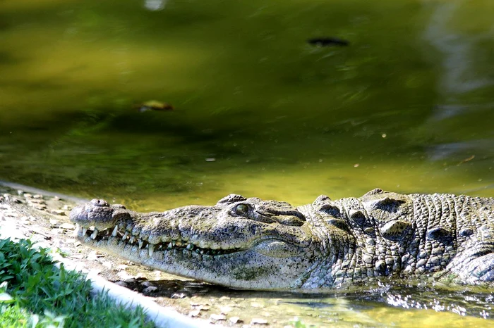 Un crocodil de 15 metri a fost văzut aproape de plajă (sursa foto Pixabay)