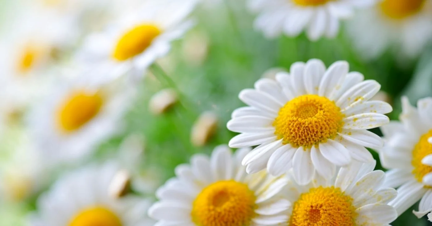 Pentru uleiul de muşeţel, florile trebuie să fie culese pe soare