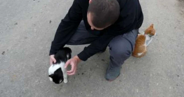 Piteşti: Piteştenii cer Direcţitei Sanitar-Veterinare, otravă pentru pisici