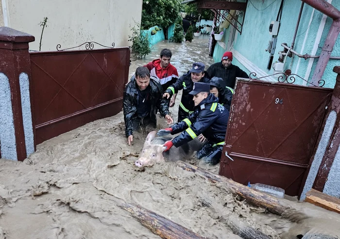Animale scoase din gospodăria inundată de ape FOTO ISU Alba