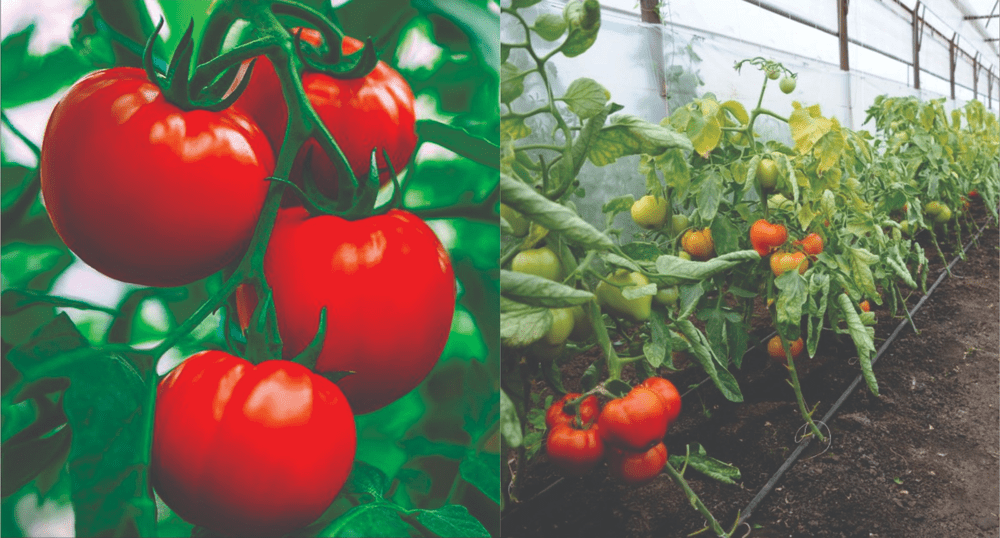 A fost aprobat programul de susținere a producției de tomate în spații protejate pentru 2023