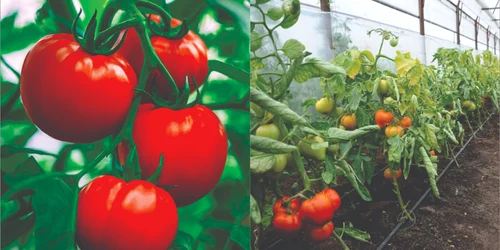 Tomata 2023. FOTO Direcția Agricolă Dâmbovița