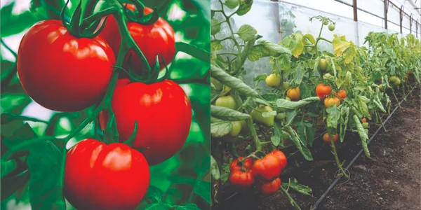 Tomata 2023. FOTO Direcția Agricolă Dâmbovița