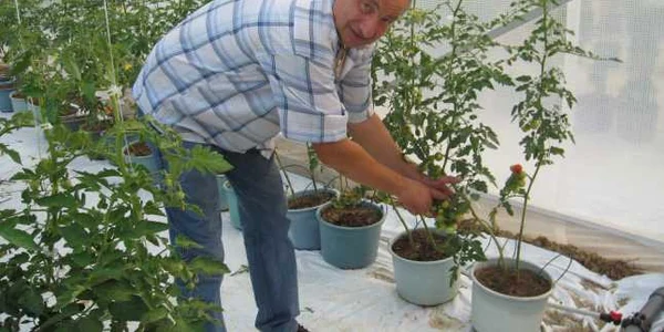 Reşiţa: Agricultura din Caraş- Severin este pe calea cea bună