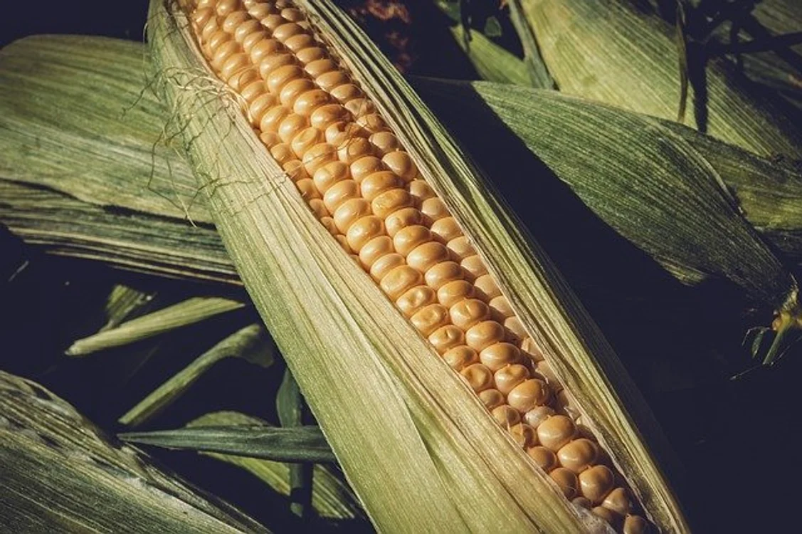 
    Tratamentul cu boabe de porumb trebuie urmat timp de două luni; după o pauză, tratamentul se repetăFoto: pixabay.com  