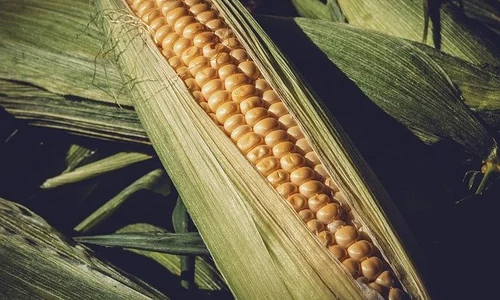 sweet corn 3705687 640 0 jpeg