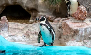 Ziua Mondială a Pinguinilor, foto Shutterstock jpg