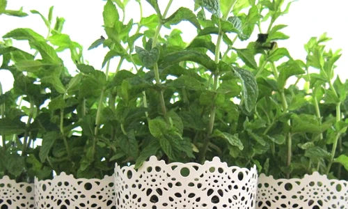 1 54186 original jpg jpeg