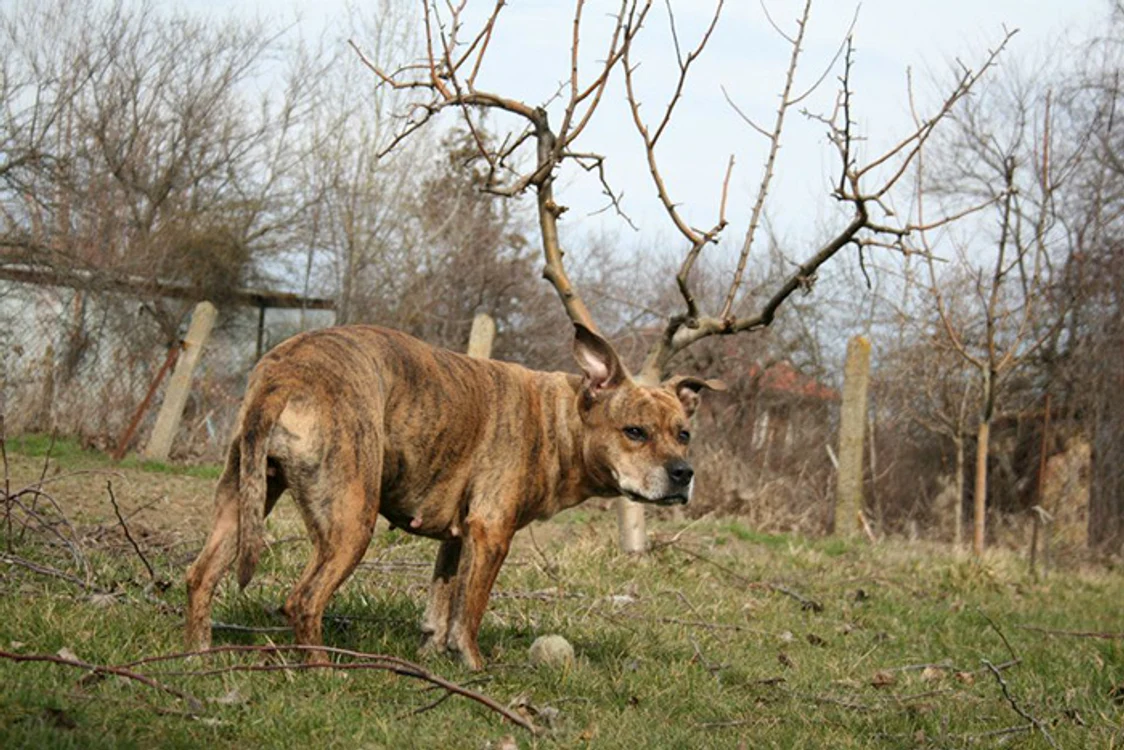 Fotograful l-a surprins pe cățel în dreptul unor crengi care seamănă cu coarnele unui cerb