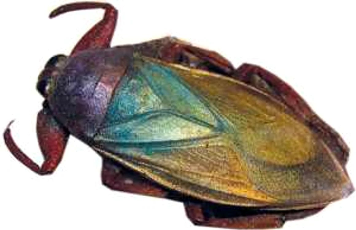 gandac