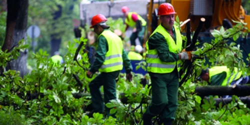 Timişoara: Genocid printre copaci, pe strada Popa Şapcă