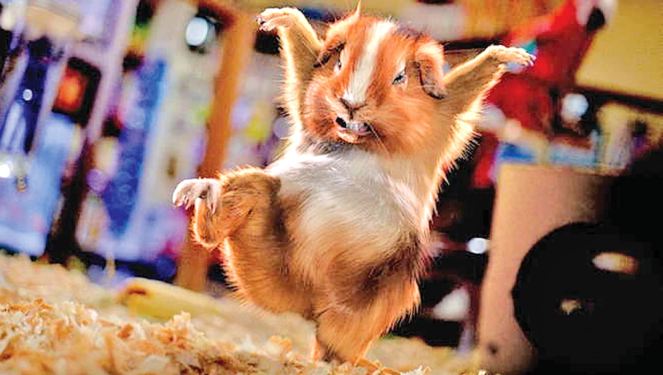 Hamsterul Core e fan Daniel Larusso
