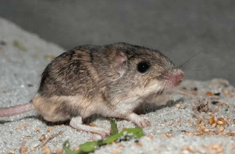 Câți ani are și unde trăiește cel mai bătrân șoarece din lume VIDEO