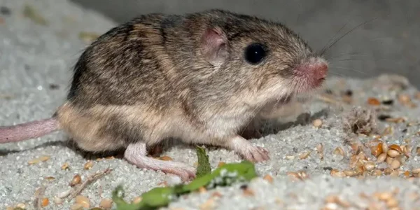 Cel mai batran soarece Guinness World Records jpg