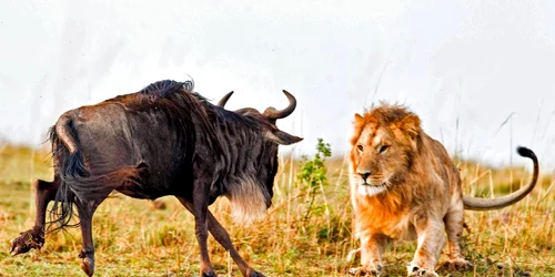 Leul care vaneaza un mascul de antilopa gnu in 60 de secunde FOTO Photoland/Caters/Aditya Singh 