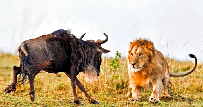 Documentare cu animale sălbatice