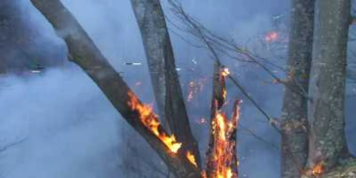 Incendiul ameninţa să se extindă la pădurea de fag şi molid