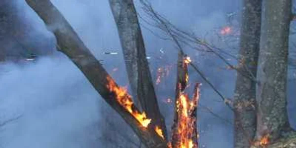 Incendiul ameninţa să se extindă la pădurea de fag şi molid