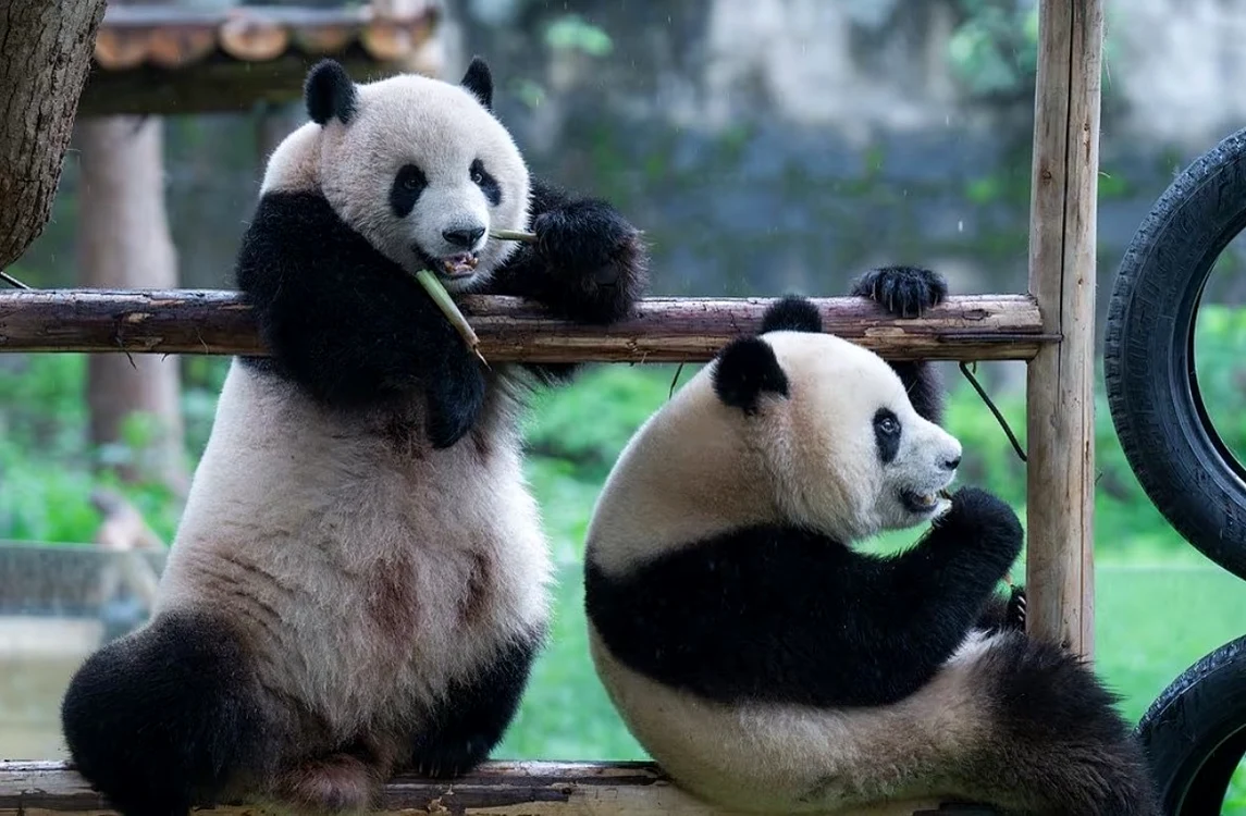 Urșii panda se întorc în China/FOTO:X