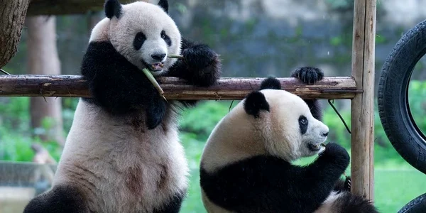 ursi panda jpg
