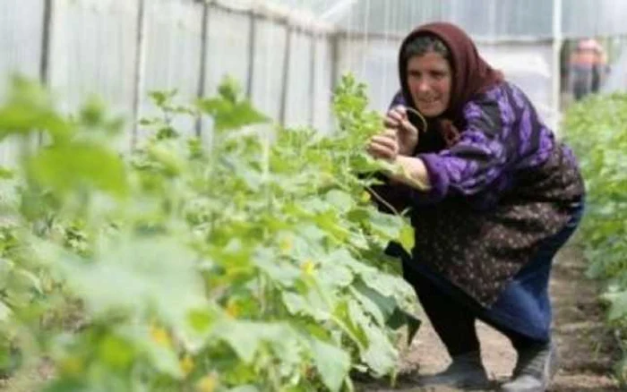 Agricultorii susţin că din cauza samsarilor au fost nevoiţi să scadă preţul legumelor