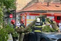 copac cazut masina ISU jpeg