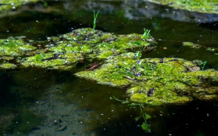 parcul dendrologic simeria foto ovidiu manoilescu