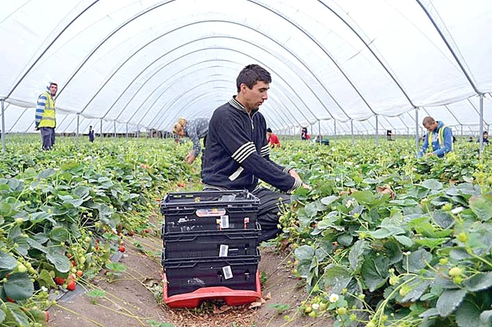 Paul trudeşte cât e ziua de lungă printre tufele de zmeuri şi căpşuni