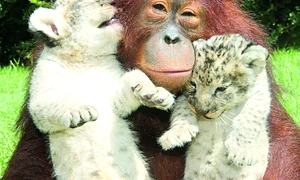 Simh şi Skukuza  se joacă toată ziua cu  mama lor adoptivă jpeg